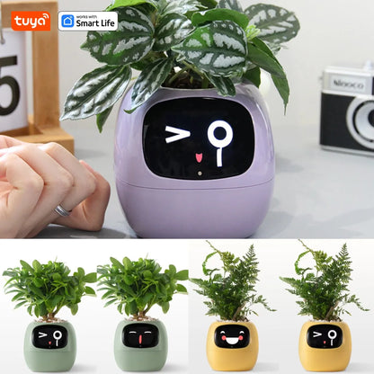 Smart Planter Funny Faces